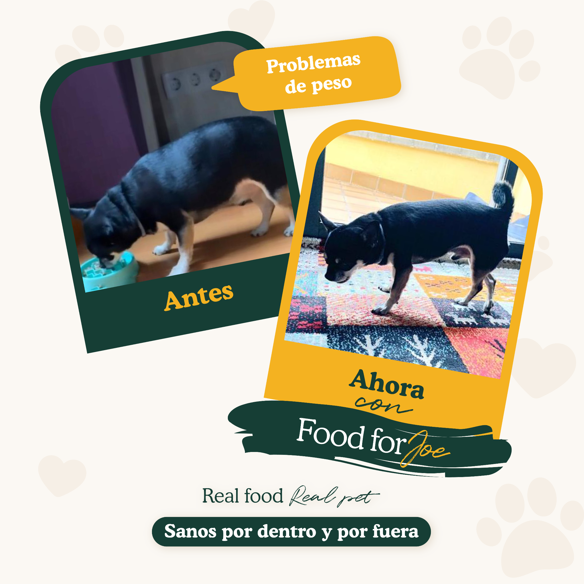 Antes y después: perro con sobrepeso mejora su peso con Food for Joe