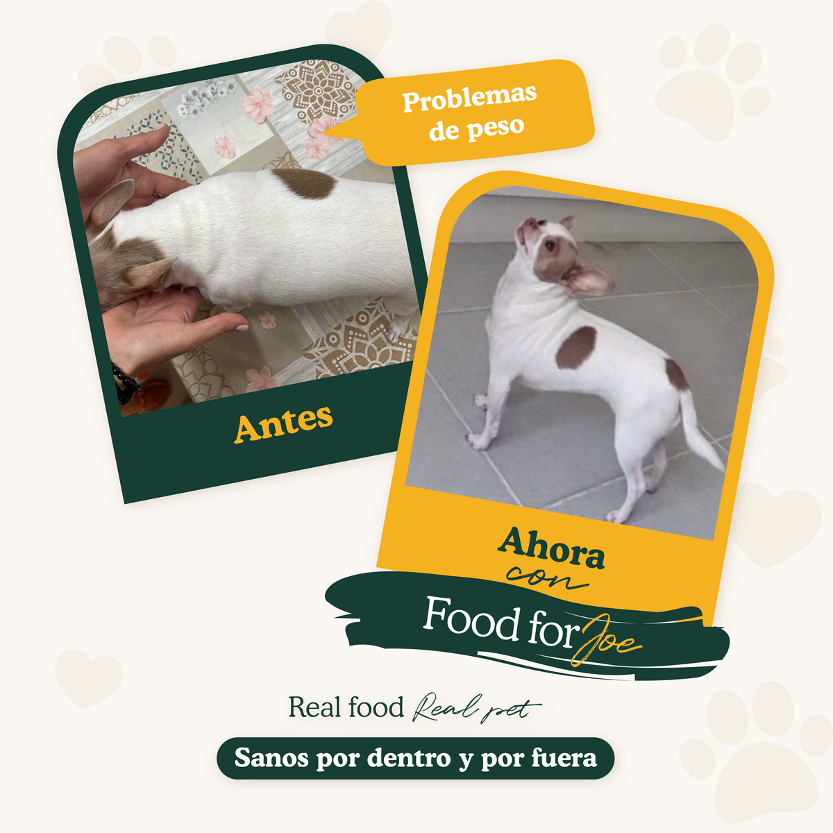 Antes y después: perro pequeño blanco con problemas de peso mejora con Food for Joe