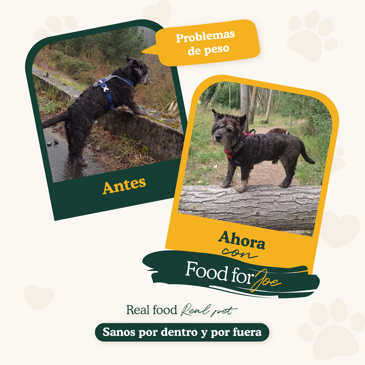 Antes y después: terrier oscuro con problemas de peso mejora con Food for Joe